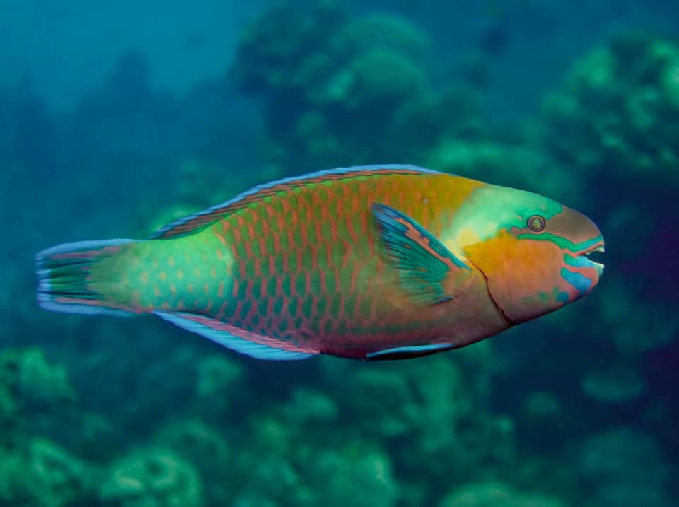 Live marine aquarium fish specimen collected in the Maldives